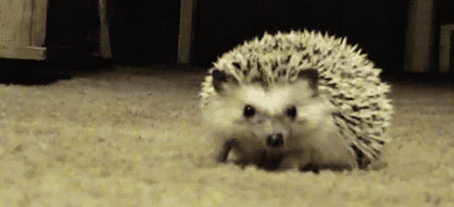 hedgehog sneeze GIF