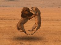 circle of life GIF
