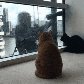 cuteanimalland giphyupload GIF