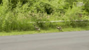 the incredible dr pol season 12 episode 6 GIF by Nat Geo Wild 