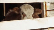 the incredible dr pol season 12 episode 6 GIF by Nat Geo Wild 