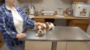 the incredible dr pol season 12 episode 6 GIF by Nat Geo Wild 