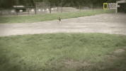 the incredible dr pol season 12 episode 6 GIF by Nat Geo Wild 