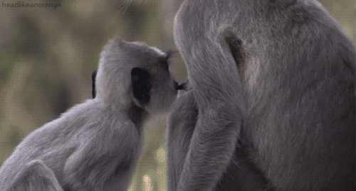 planet earth live monkey GIF by Head Like an Orange