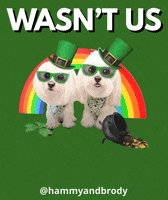 St Patricks Day Dog GIF by HammyandBrody