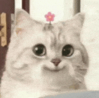 Cat Cutie GIF