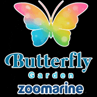 Happy Butterfly Garden GIF by Zoomarine Algarve