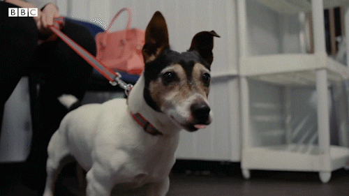 Bbc Two Pets GIF by BBC
