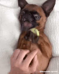 Oh No Help GIF by Brussels.Sprout