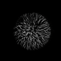 Black And White Loop GIF by xponentialdesign