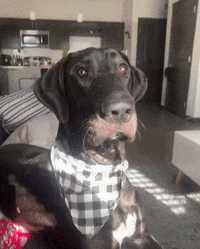 Dog Wink GIF by The Yoni Brand