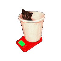 Cat ねこ Sticker