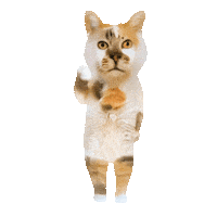 Bouspi Sticker