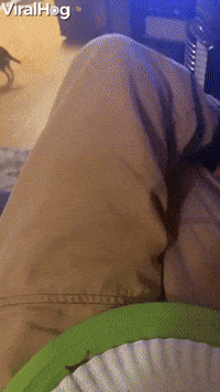 Dachshund Watches on Intently at Dinner Time