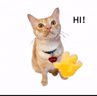 Cat Hello GIF