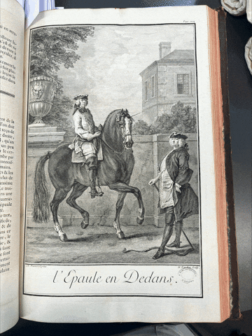 bmiepinal giphyupload horse cheval horseriding GIF