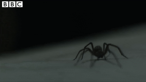 season 5 spider GIF by BBC