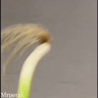 World Cup Football GIF