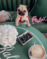 Coffee Time Puppy GIF