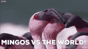 ForwardMadisonFC  GIF