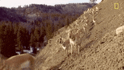natgeochannel nat geo yellowstone yellowstone live herds on the hoof GIF
