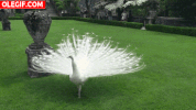 mira blanco GIF