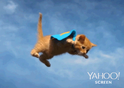 cat dog GIF