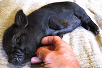piglets baby pigs GIF