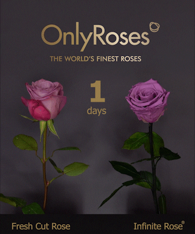 OnlyRoses love flowers romance valentines day GIF