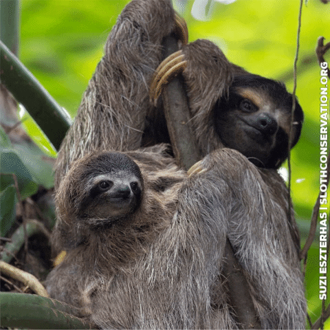 slothconservation giphygifmaker mother kindness uwu GIF