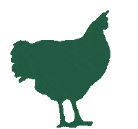 sicin-sasta fun green chicken eco Sticker