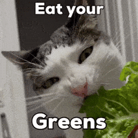 Cat Salad GIF