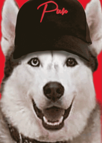 giphy.gif giphy.gif