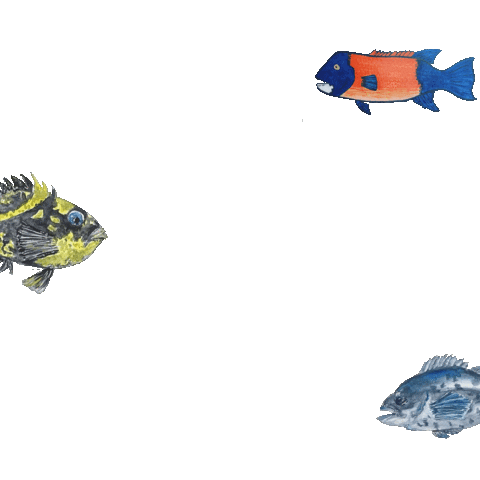 megpaintedthat fish rockfish sheephead Sticker