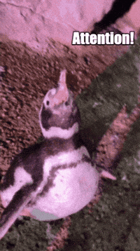 Yelling Magellanic Penguin GIF by John Ball Zoo
