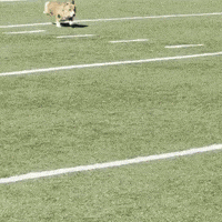 Cute Dog GIF
