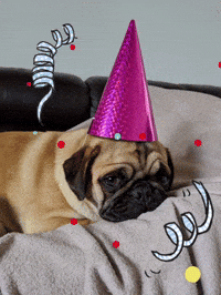 Party Animal Pug GIF