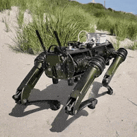 Us Army Dancing Dog GIF by GoArmy