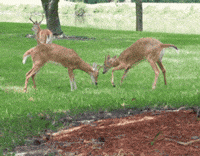 cat lol GIF by America's Funniest Home Videos