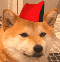 Sad Dog GIF