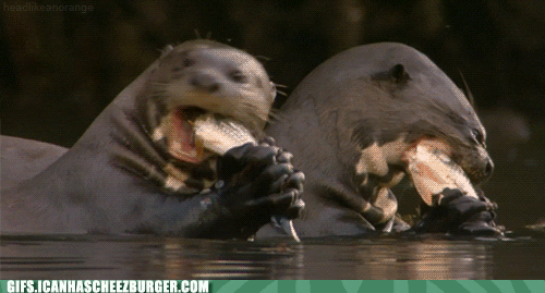 otter GIF by Cheezburger