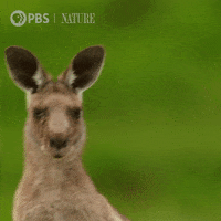 Pbs Nature Wildlife GIF by Nature on PBS