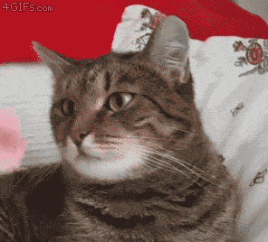 cat malfunction GIF