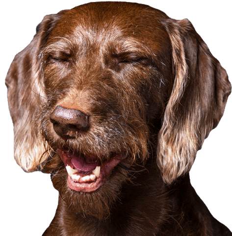 helgaaamanufaktur giphyupload happy dog wink Sticker