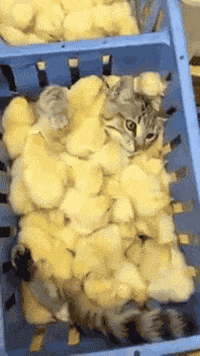 Video gif. A gray kitten lays in a basket completely covered in a sea of yellow baby chicks. At first the cat looks a bit worried, but then it looks up at us as if content with the situation.