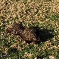 Are You Echidna-ing Me? Man Encounters Trio of Echidnas