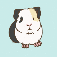 Licht Guineapig GIF