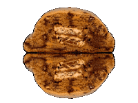 fatandweird cookie cookies team cookie fat and weird Sticker