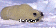 Sea Lion Seal GIF