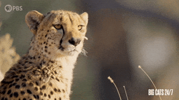What Is That Season 2 GIF by PBS